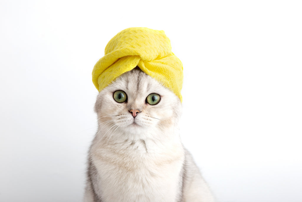 Cute cat with head wrapped in bath towel
