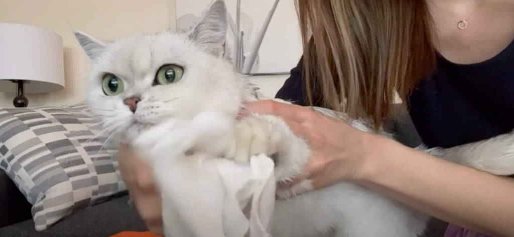Cat being cleansed using Mr. Tom's Magic Towel!